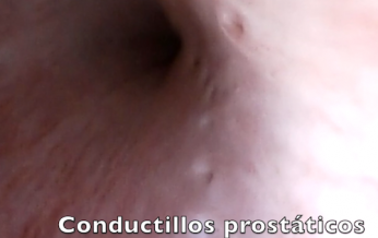 uretra